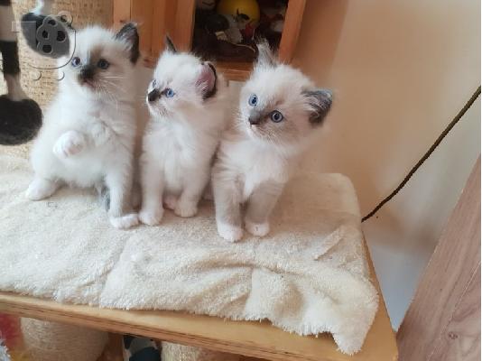 Ragdoll - Blue Bicolour